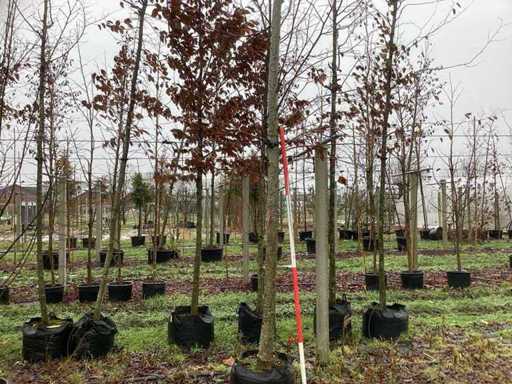 Lipa drobnolistna – drzewo parkowe