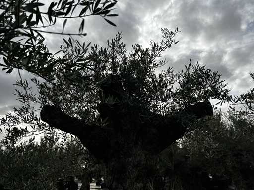 Olive – Olea Europea – Olea Europea 