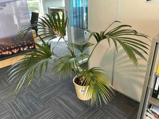 Diverses plantes d’intérieur (10 fois)