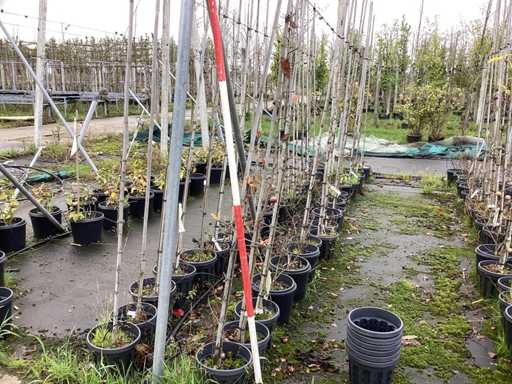 Ró?ne gatunki - Drzewo ozdobne (40x)