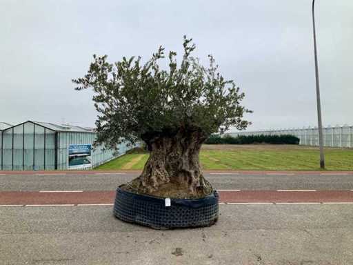 Drzewo oliwne (Olea europaea lessini)