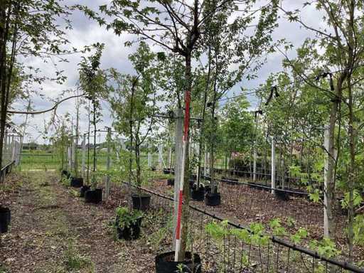 Bulbo di gomma dolce - Albero bulboso
