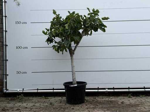 Trunchiul jos al smochinului - Ficus Carica - înălțime aprox. 160 cm
