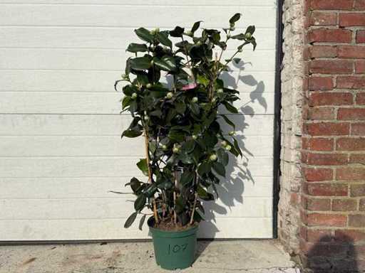 Japanse Roos Rek ROZE - Camellia Japonica - hoogte ca. 80 cm