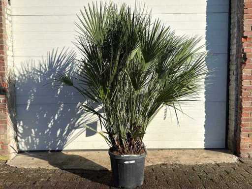 Palmier nain européen - Chamaerops humilis - Taille environ 150 cm