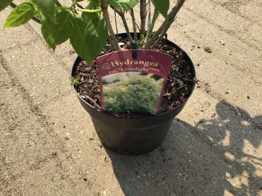 Hortensia - Hydrangea lime light (x40)