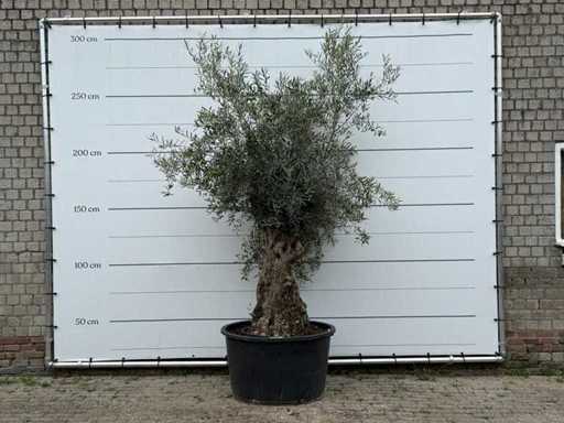 Bonsaï de l’olivier - Olea Europaea - environ 80 ans - hauteur environ 250 cm