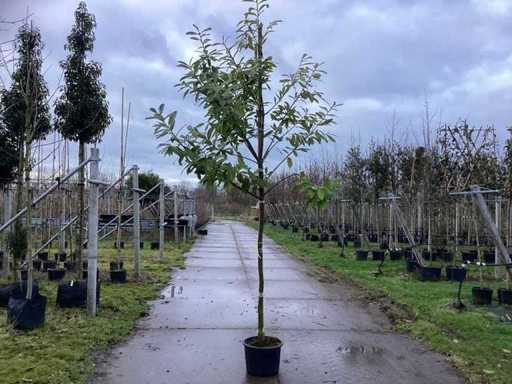 Wawrzyn wiśniowy – drzewo topiary (2x)