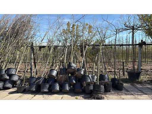 Mix Trees - Avenue Tree (25x)