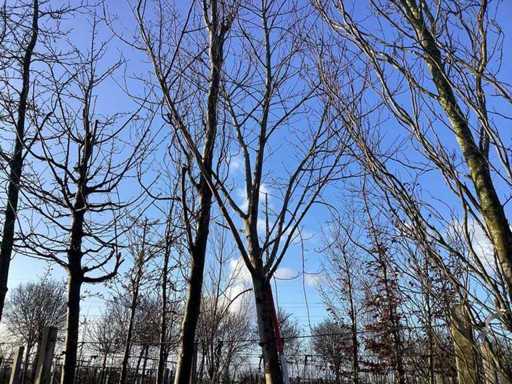 Rode Esdoorn - Vormboom