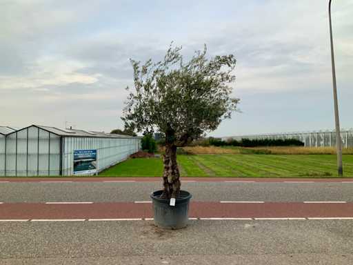 Drzewo oliwne (Olea europaea lessini)