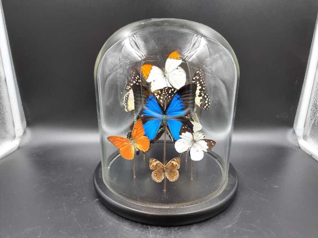 De vrais papillons dans un bocal en cloche