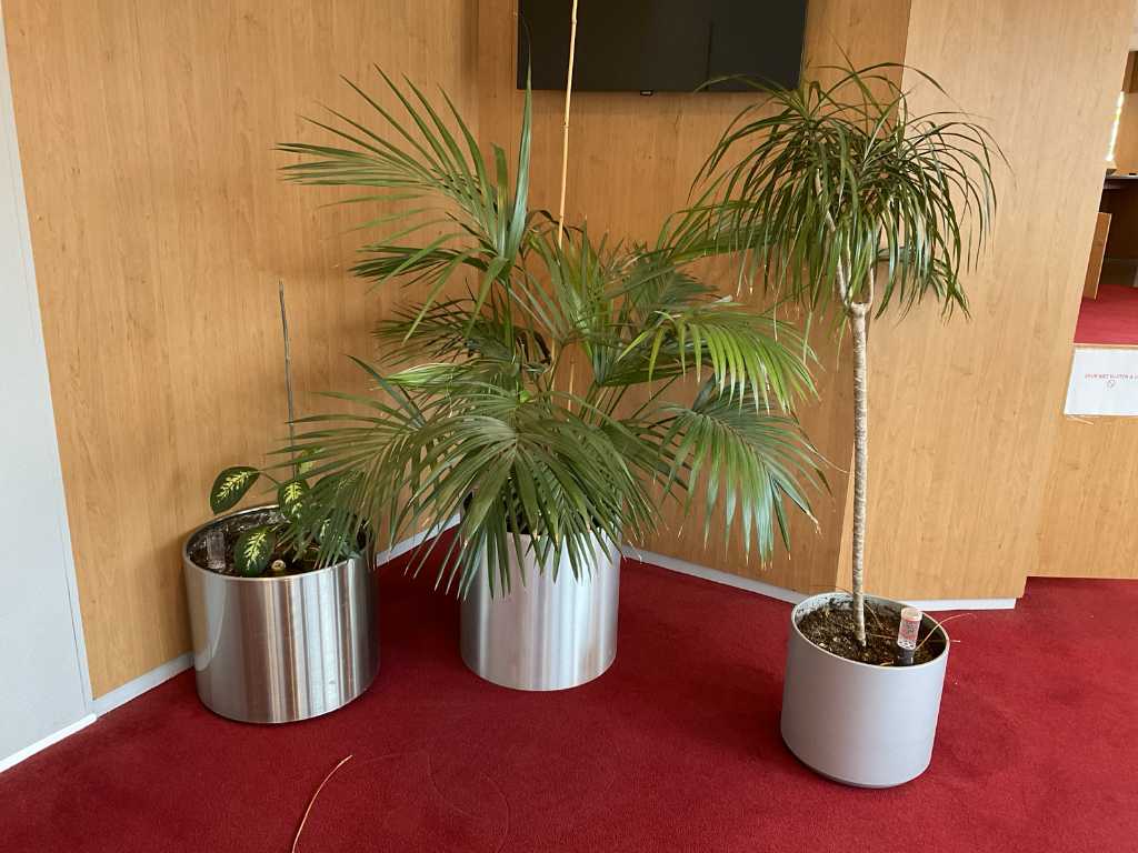 Plant in pot (3x)