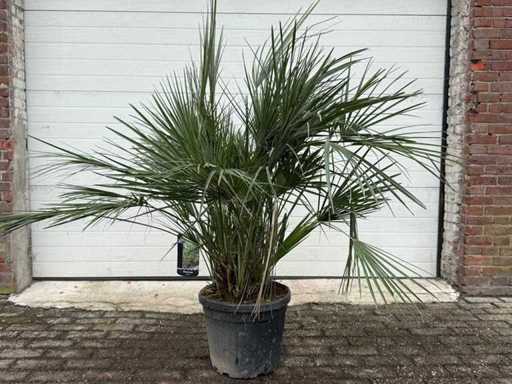 Palmier pitic european - Chamaerops Humilis - Înălțime aprox. 130 cm