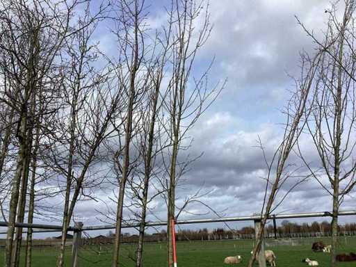 Maple - Topiary tree