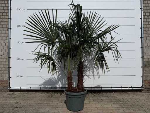 Chinese fan palm double stem - Trachycarpus Fortunei - height approx. 220 cm