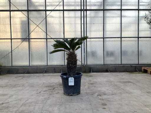 Palma (Cycas revoluta)