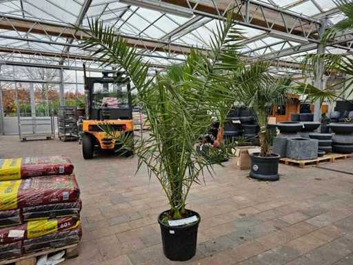 Magnifieke Fenikspalm (Dadelpalm) - 200 cm - Mediterrane flair