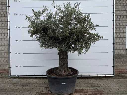 Olivenbaum Alter Stamm – Olea Europaea – ca. 50 Jahre alt – Höhe ca. 250 cm