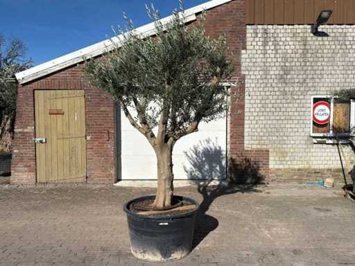 Olive tree Andalucia XXL - Olea Europaea - 50 years old - Height approx. 250 cm 
