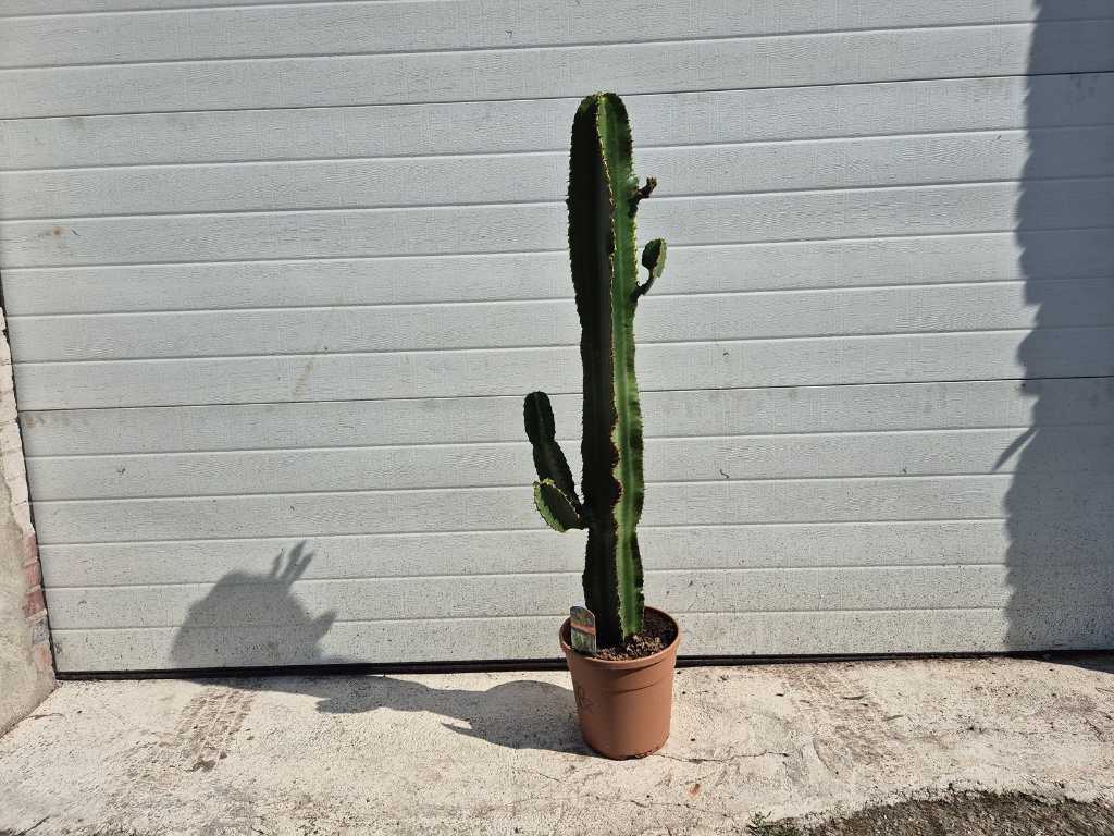 Cowboy cactus - Euphorbia Eritrea - height approx. 120 cm
