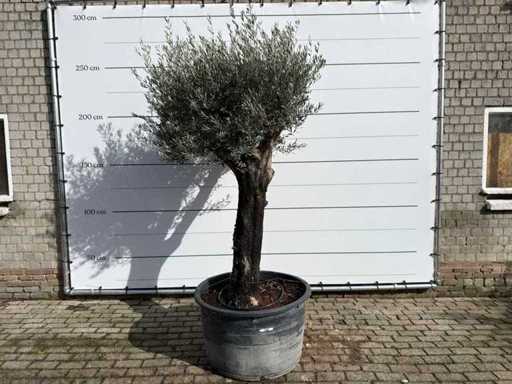 Olive tree Old Skin - Olea Europaea - approx. 75 years old - height approx. 220 cm 