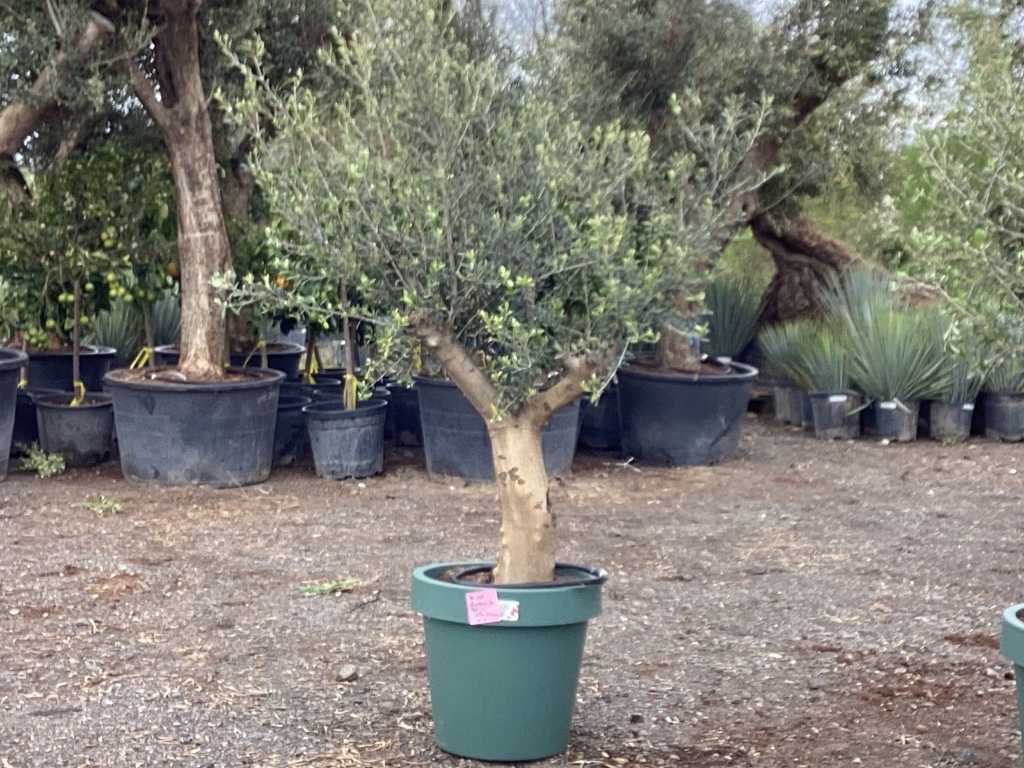 Drzewo oliwne w ozdobnej doniczce (obie mrozoodporne)