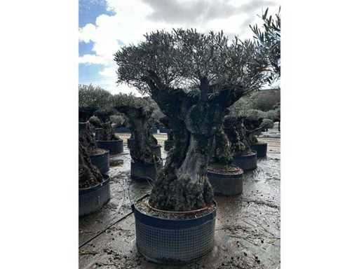 Olea Europea Secolare 15 unități 