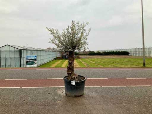 Olijfboom (Olea Europaea Lessini)