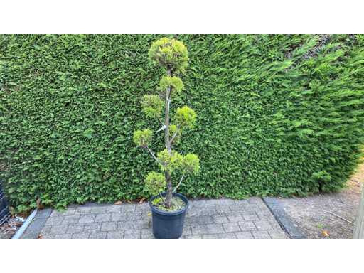 Cypress bonsai multi balls - Ornamental tree