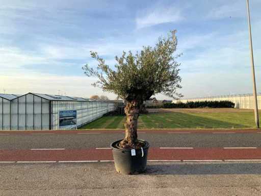 Ulivo (Olea Europaea Lessini)