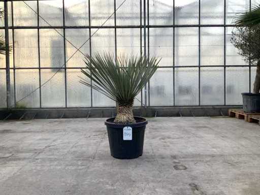 Palma (Yucca rostrata)