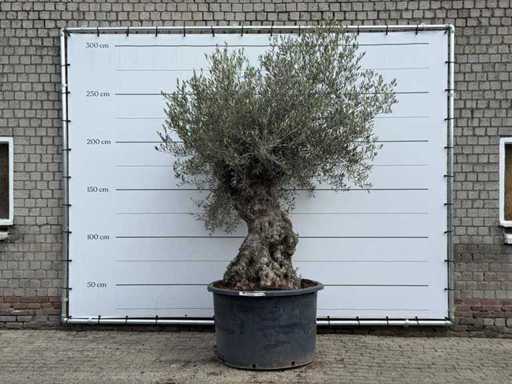 Olijfboom Bonsai - Olea Europaea - ca. 80 jaar oud - hoogte ca. 280 cm