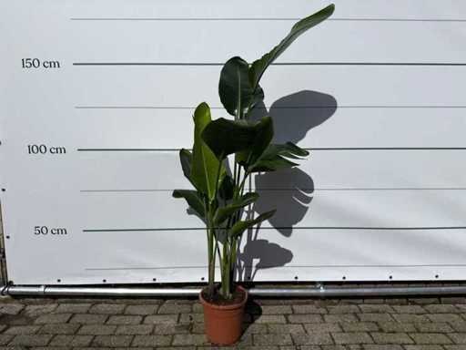 Fleur d’oiseau de paradis - Strelitzia Augusta - Jardin et plante d’intérieur - hauteur environ 170 cm