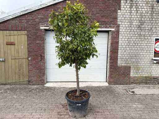 Albero d'arancio - Albero da frutto / albero da frutto - Altezza circa 250 cm 