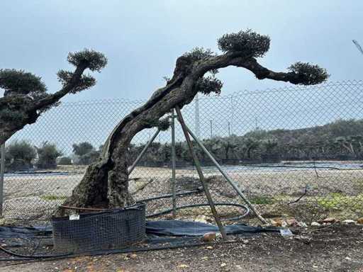 Jubiläums-Olivenbäume – Olea Europea Pom Pom Secolare