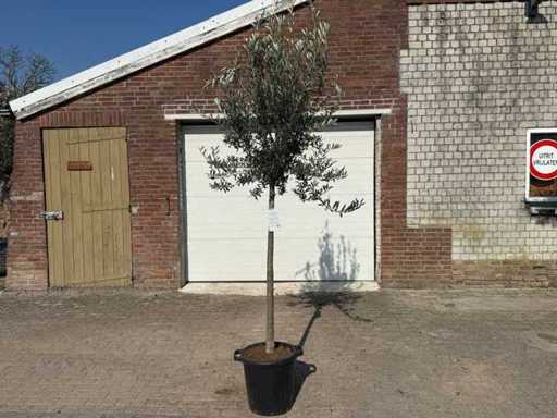 Olive Tree Wild Crown - Olea Europeau - Height approx. 200cm