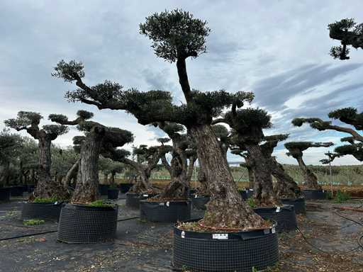  OLEA EUROPEA POM POM SECOLARE  
