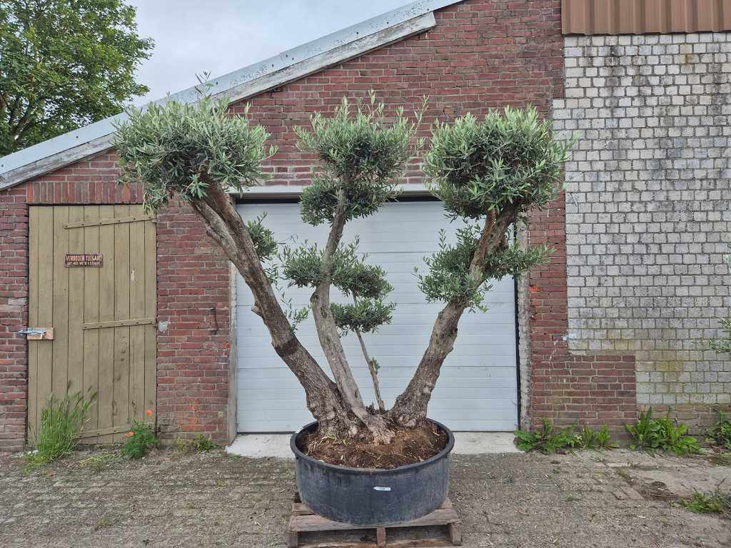 Olivenbaum Ramificado Platos - Olea Europaea - 100 Jahre alt - Höhe ca. 300 cm