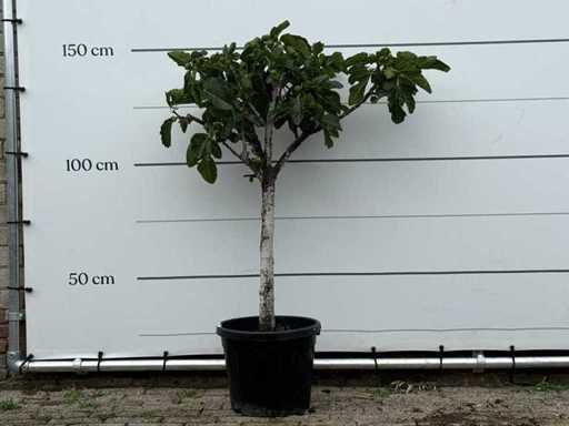 Figuier tronc bas XL - Ficus Carica - hauteur environ 150 cm