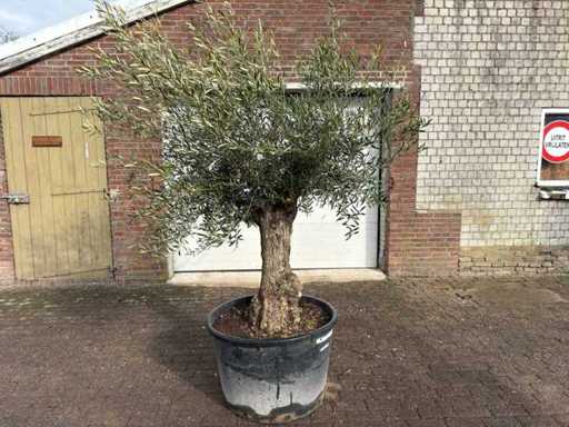 Bonsai de măslin - Olea Europaea - 50 de ani - Înălțime aprox. 240 cm 