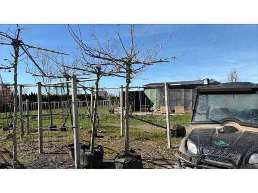 Platane - Arbre de toit (2x)