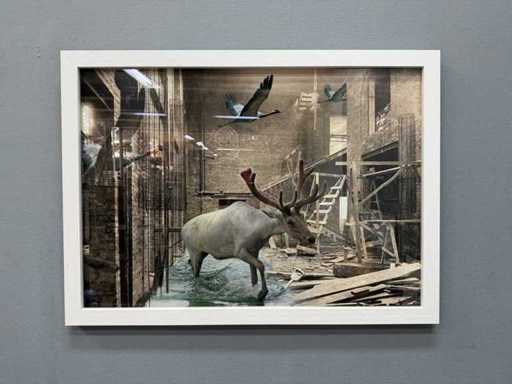 Fotografia - Merrit de Jong - Night Work 40 - Caribou & Cranes 4/10