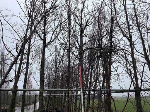 Cireș dulce - Copacul ornamental