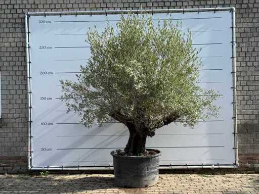 Olive Old Skin - Olea Europaea - environ 75 ans - taille environ 280 cm
