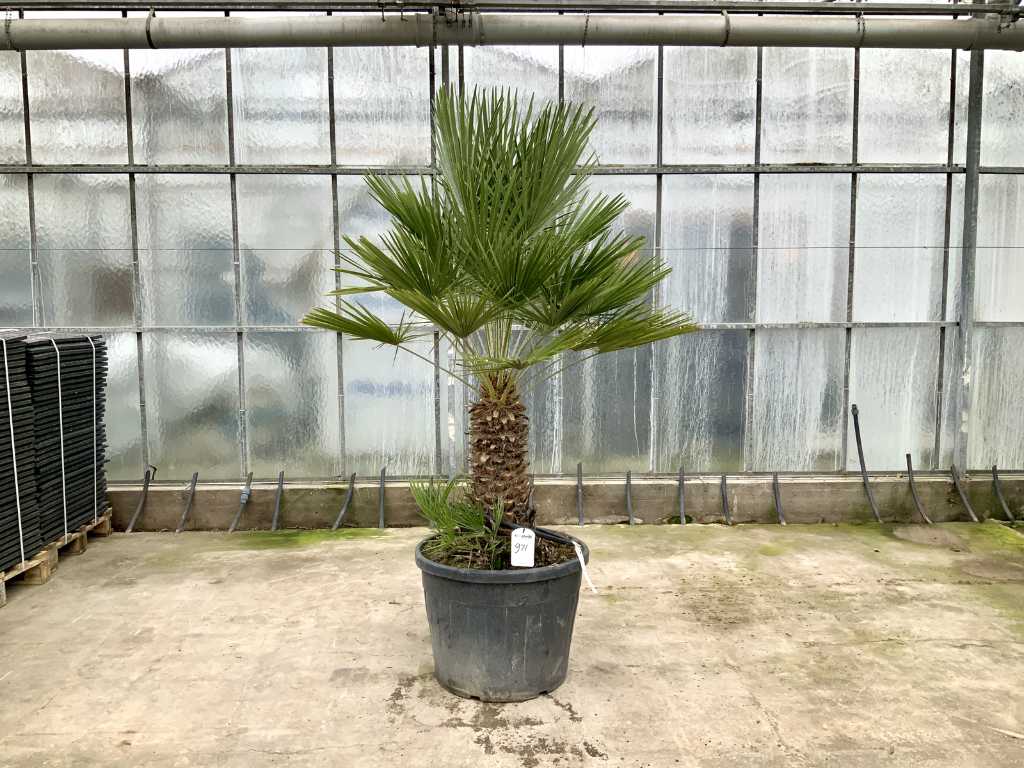 palmboom meerstammig (Chamaerops Humilis)