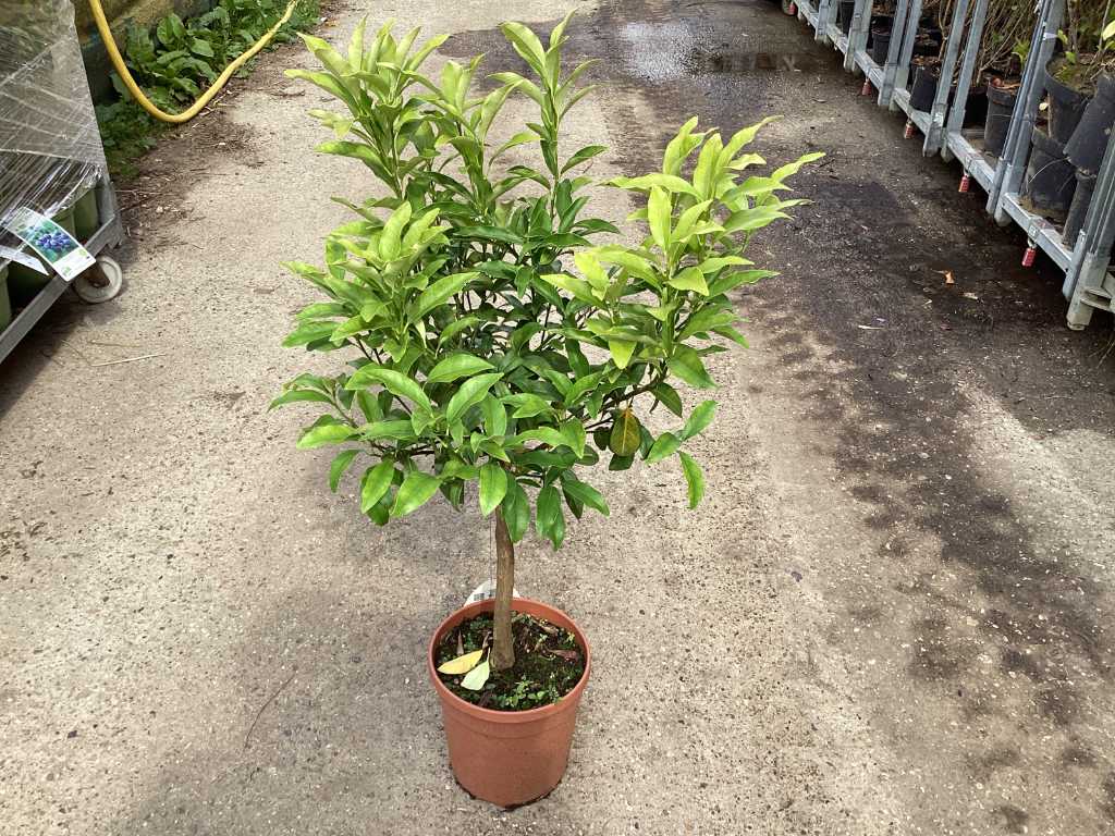 1 Zitrusbaum