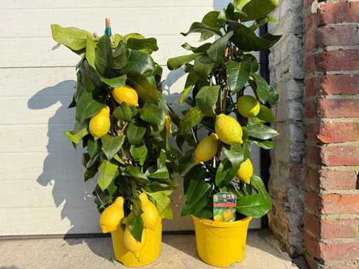 2x Lemon tree pyramid - Citrus Limon - height approx. 60 cm