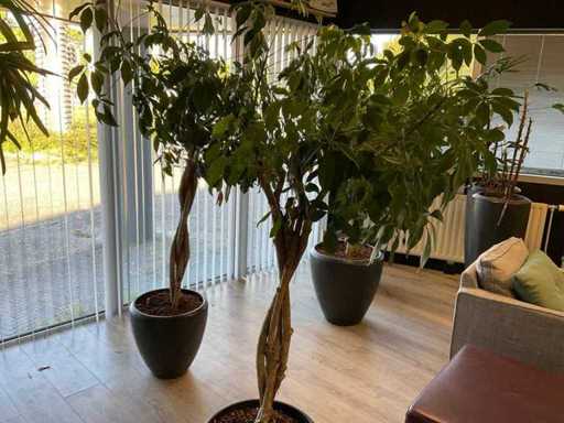 Plant met pot (2x)