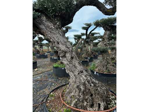  OLEA EUROPEA POM POM SECOLARE  